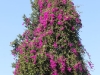 0235 Cafarnao_533x800